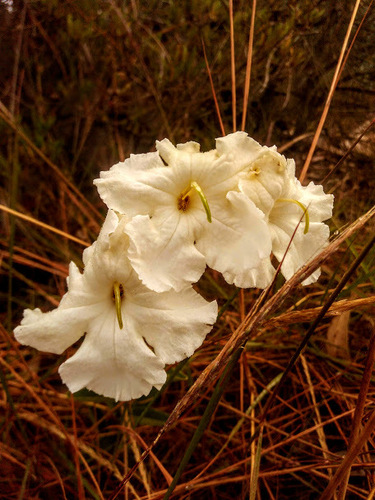 Escobedia grandiflora (Saffron of Andes) — photo