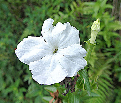Escobedia grandiflora (Saffron of Andes) — photo