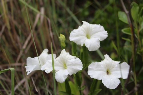 Escobedia grandiflora