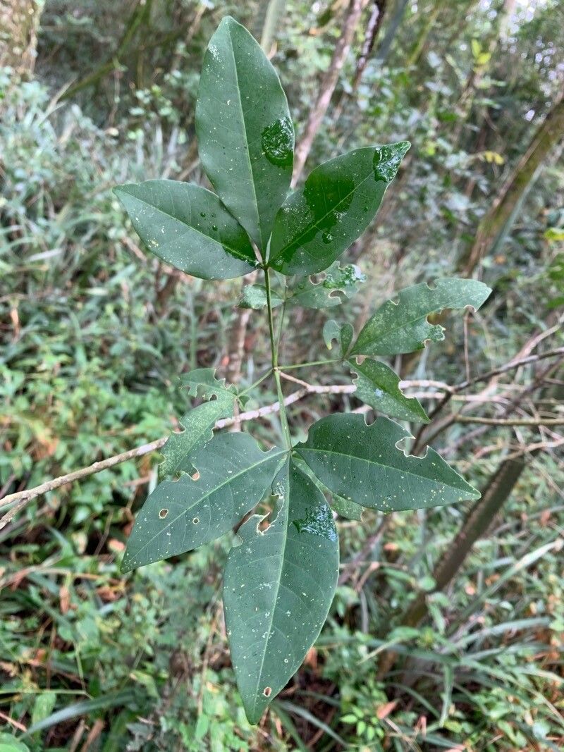 Esenbeckia febrifuga (Febrifuge esenbackia) — photo
