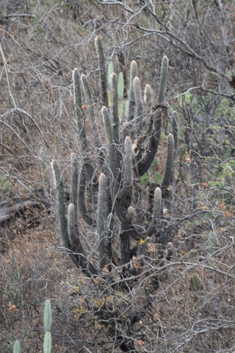 Espostoa lanata