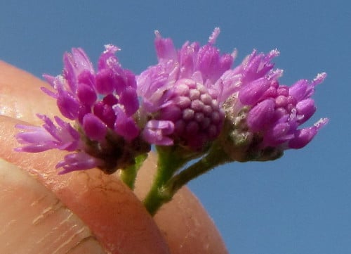 Ethulia conyzoides