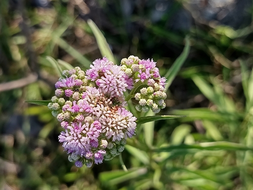 Ethulia gracilis — photo