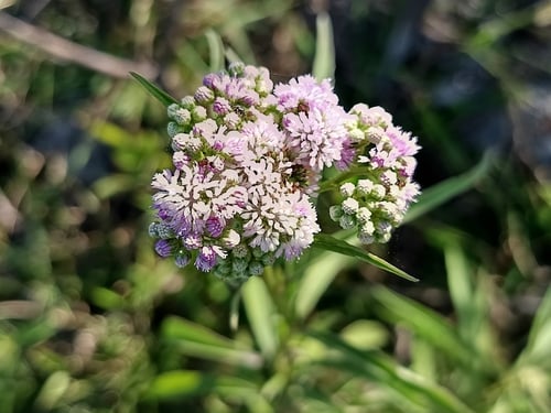 Ethulia gracilis