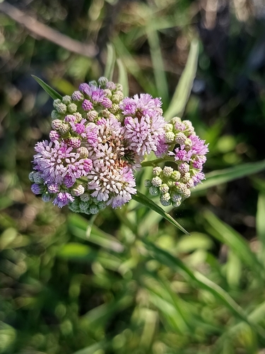 Ethulia gracilis — photo