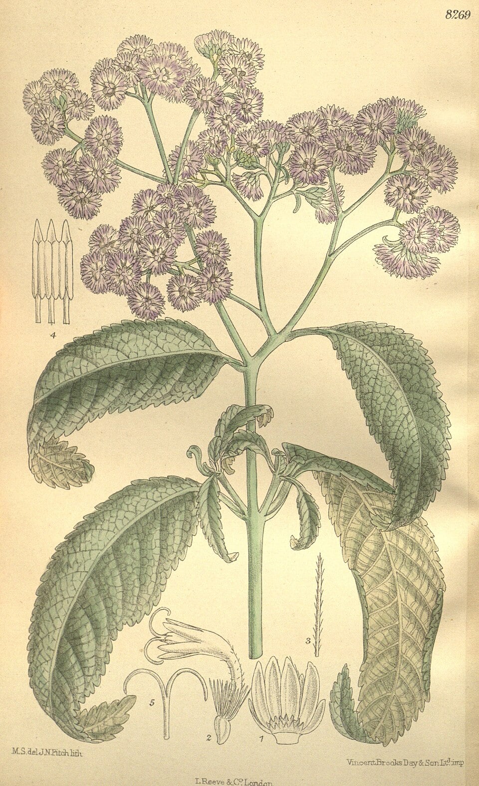 Ethulia scheffleri