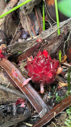 Etlingera cevuga (Thevunga) — photo