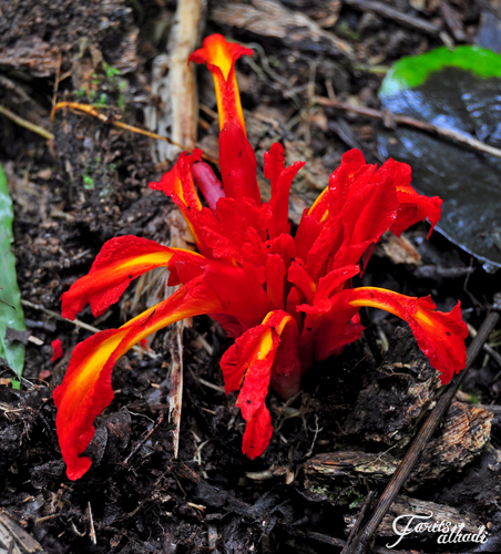 Etlingera coccinea (Tepus) — photo