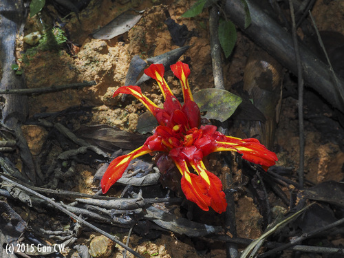 Etlingera coccinea