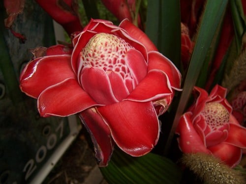 Etlingera elatior (Red torch Ginger) — photo