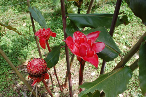 Etlingera elatior (Red torch Ginger) — photo