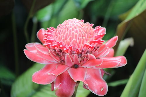 Etlingera elatior