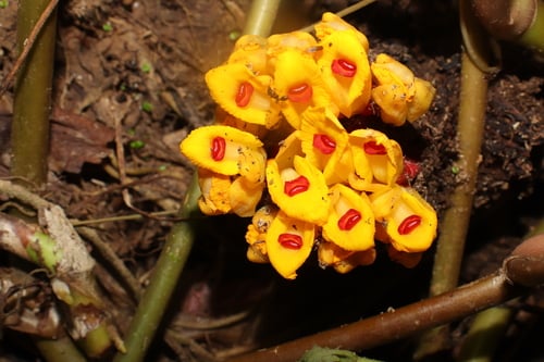 Etlingera fimbriobracteata (Layun) — photo