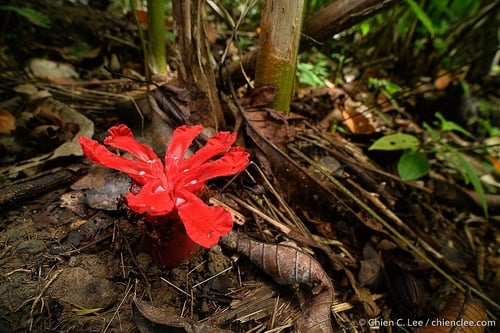 Zingiberaceae