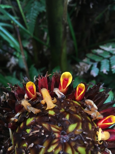 Etlingera fulgens