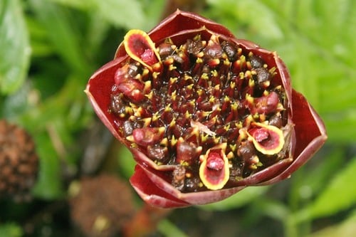 Etlingera hemisphaerica (Helani tulip ginger) — photo