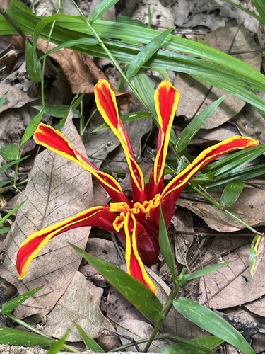 Etlingera littoralis (Kedungkel) — photo