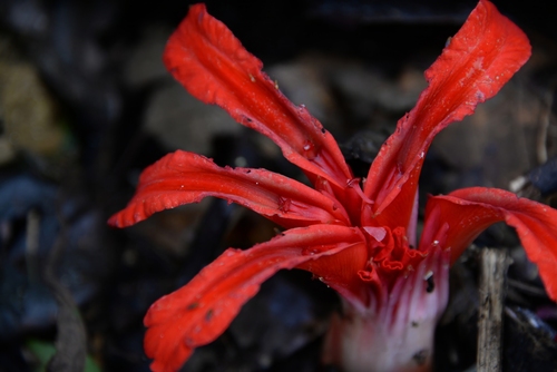 Etlingera megalocheilos (Mega ginger) — photo