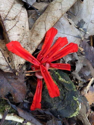 Etlingera megalocheilos (Mega ginger) — photo