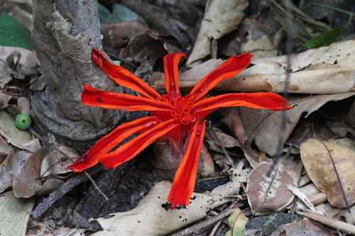 Etlingera megalocheilos