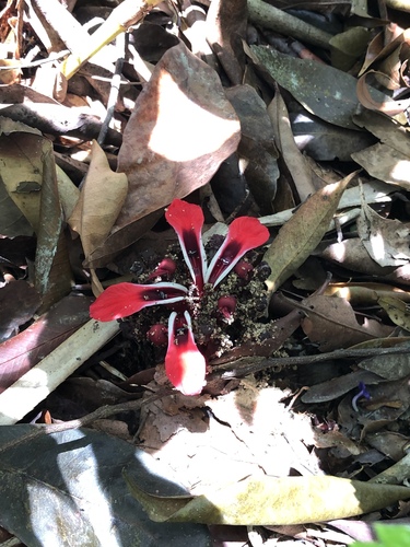 Etlingera metriocheilos — photo
