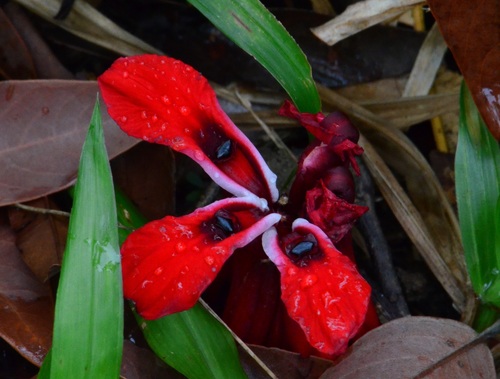 Etlingera metriocheilos