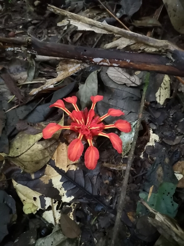 Etlingera punicea (Tepus bener) — photo