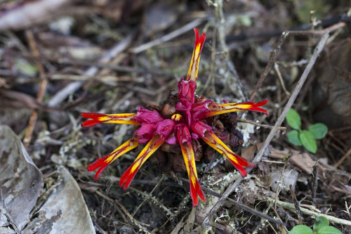 Etlingera punicea (Tepus bener) — photo