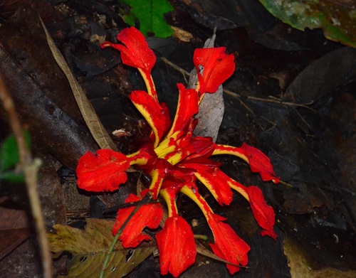 Etlingera punicea