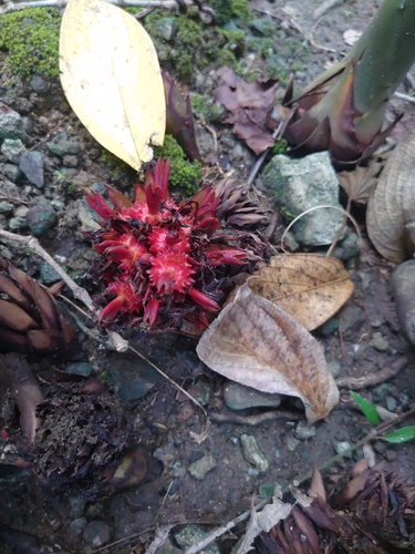 Etlingera rosea (Galoba papua) — photo