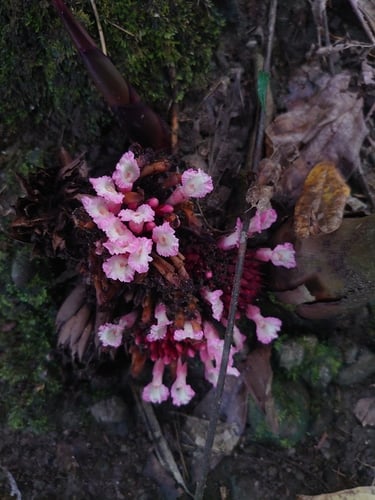 Etlingera rosea