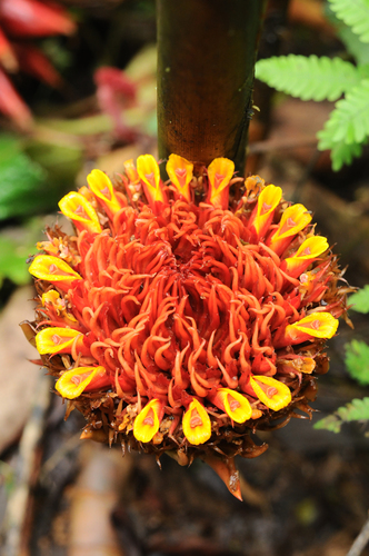 Etlingera solaris