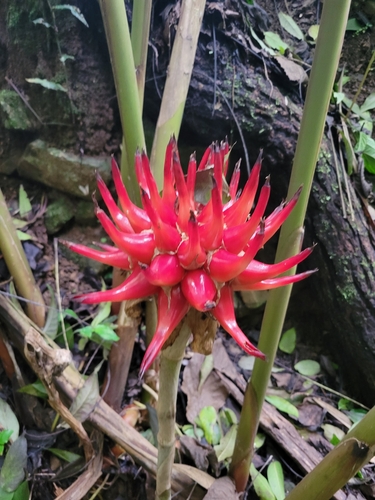 Etlingera venusta — photo