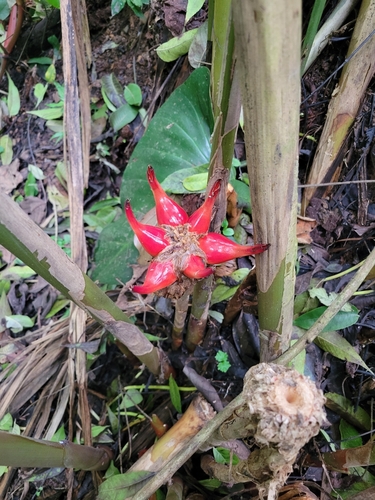 Etlingera venusta — photo