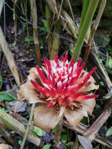 Etlingera venusta