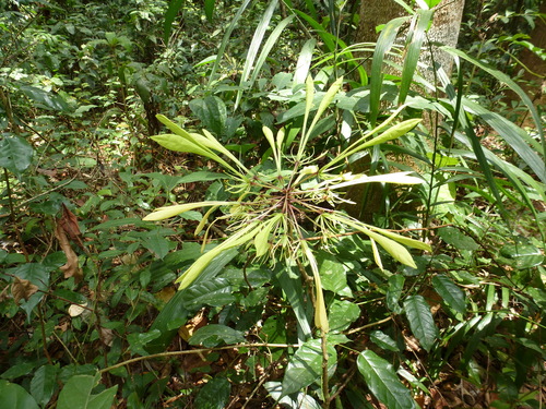 Euadenia eminens