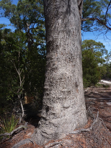 Eucalyptus amygdalina (Black peppermint) — photo