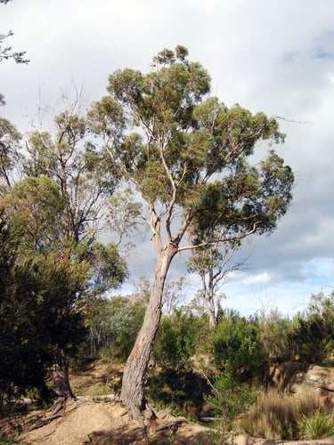 Eucalyptus amygdalina (Black peppermint) — photo