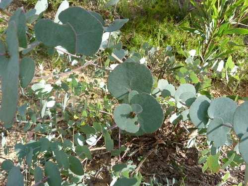 Eucalyptus bridgesiana (Apple box) — photo