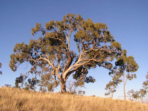Eucalyptus bridgesiana (Apple box) — photo