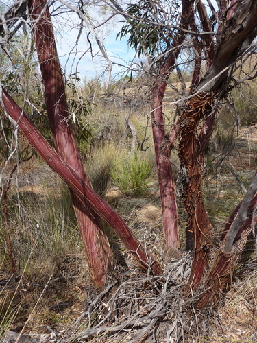 Eucalyptus caesia (Gungurru) — photo