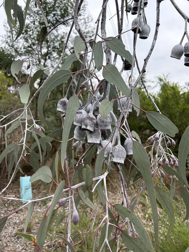 Eucalyptus caesia (Gungurru) — photo