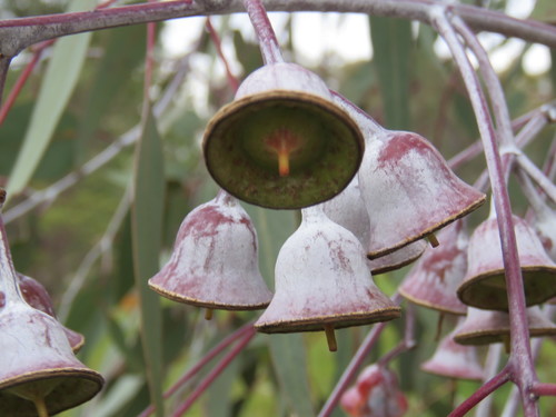 Eucalyptus caesia