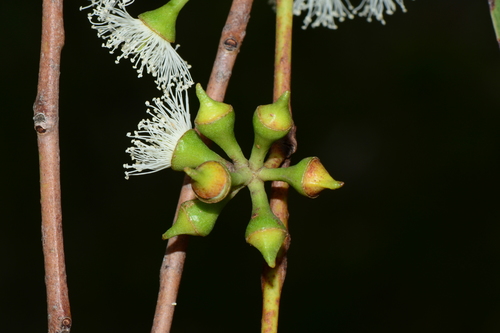 Eucalyptus camaldulensis (River red gum) — photo