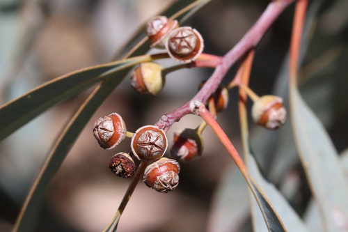 Eucalyptus camaldulensis (River red gum) — photo
