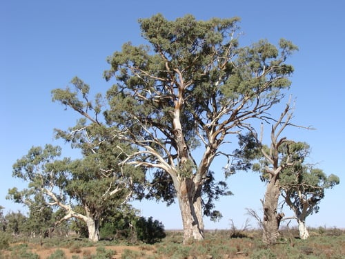 Eucalyptus camaldulensis