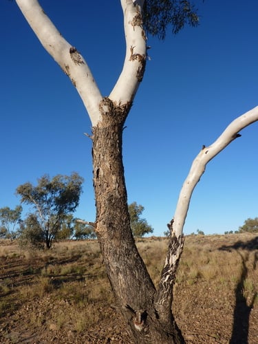 Eucalyptus coolabah subsp. arida (Coolibah) — photo