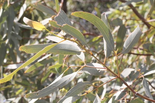 Eucalyptus coolabah subsp. arida (Coolibah) — photo