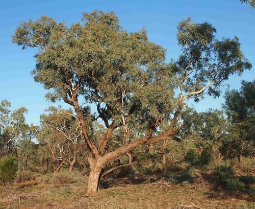 Eucalyptus coolabah subsp. arida