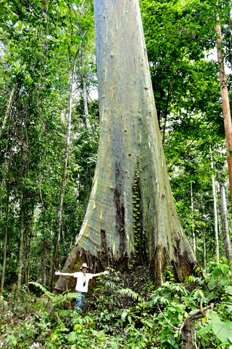 Eucalyptus deglupta (Rainbow eucalyptus) — photo